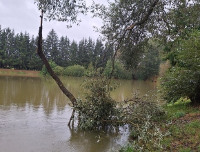 Koupaliště (rybník Nový) - ulomená větev z Vrby 14. 9. 2024