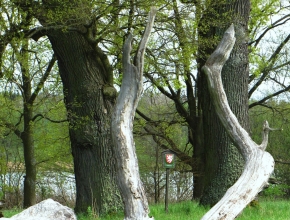 Vršské doubí
Zdroj: Enviskop.cz